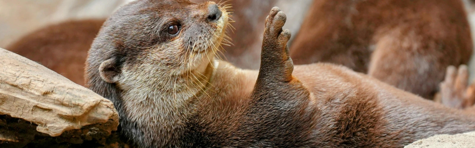 Wildlife Watching in Morro Bay: Sea Otters, Birds & More