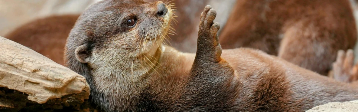 Wildlife Watching in Morro Bay: Sea Otters, Birds & More