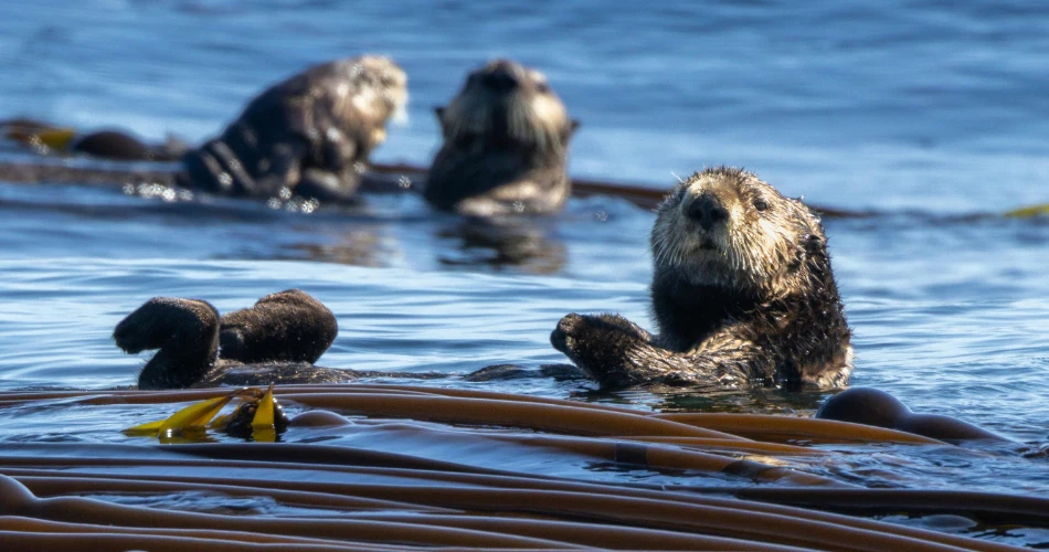 Wildlife Watching in Morro Bay: Sea Otters, Birds & More