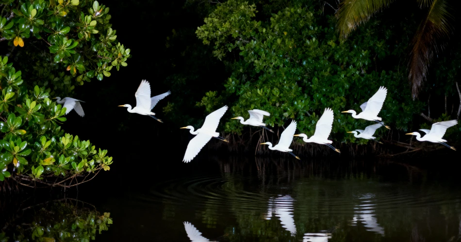 Wildlife Watching in Morro Bay: Sea Otters, Birds & More