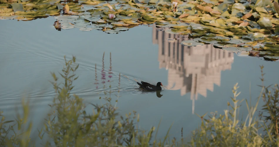 Wildlife Watching in Morro Bay: Sea Otters, Birds & More