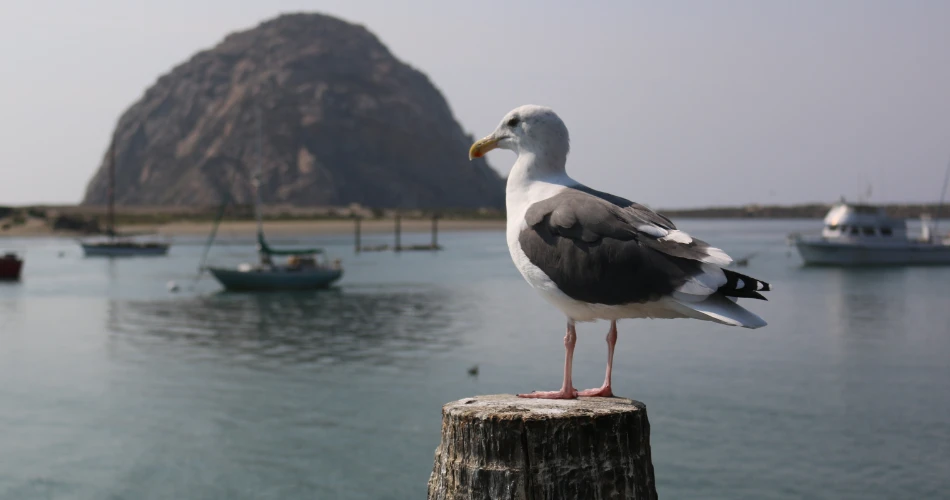 Wildlife Watching in Morro Bay: Sea Otters, Birds & More