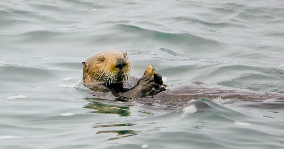 Things Only Locals Know About Morro Bay, USA